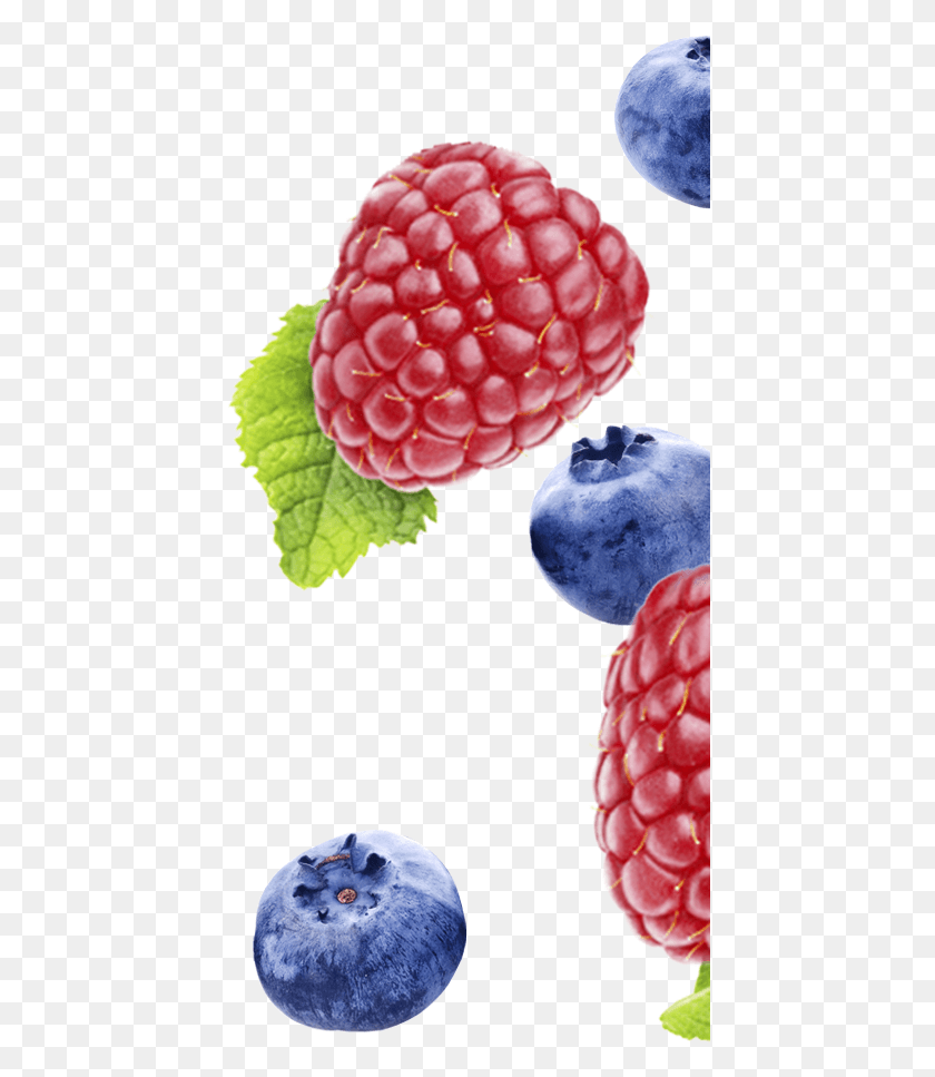 436x907 Fynbo Hindbaer Blaabaer Raspberry Blueberry Hjre Frutti Di Bosco, Fruit, Plant, Food HD PNG Download