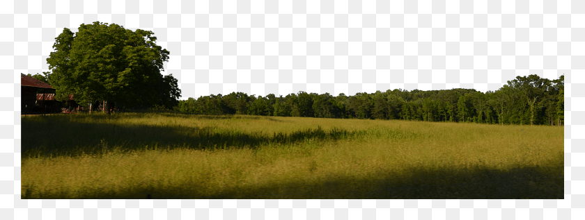 4929x1630 G 2897511855 Tree In A Field Trees Background HD PNG Download