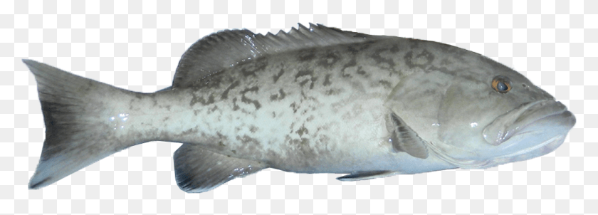 1034x321 Gag Grouper Grey Grouper Fish, Animal, Perch, Sea Life HD PNG Download