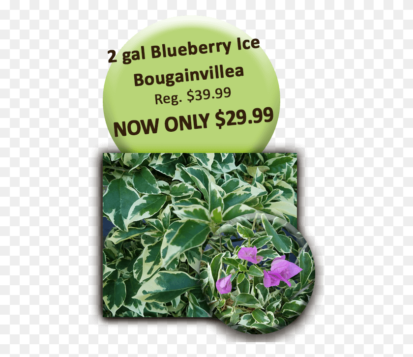 476x666 Gal Blueberry Ice Bougainvillea Professor Edward Burger, Plant, Flower, Blossom HD PNG Download