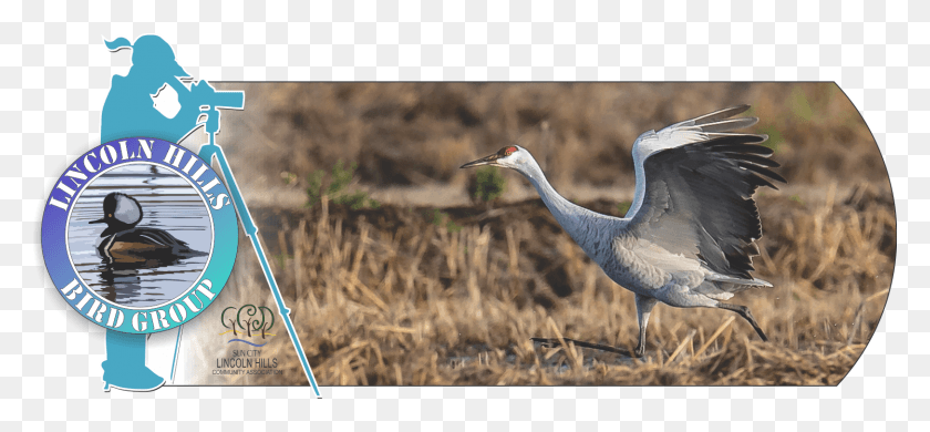 1624x689 Galleries Events About Us Bird Lists Contact Us Resources Sandhill Crane, Animal, Crane Bird, Waterfowl HD PNG Download