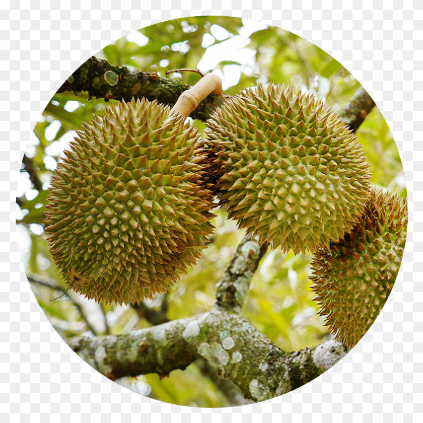 785x785 Gallery Durian Png / Fruta Png