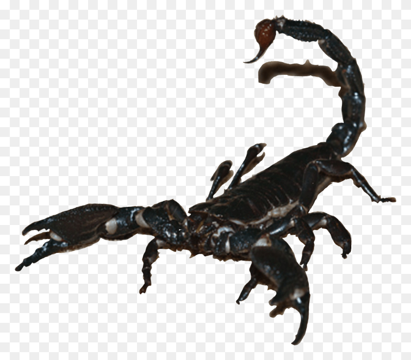 1382x1198 Gallery For Ampgt, Scorpion, Invertebrate, Animal HD PNG Download