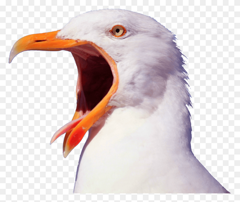 1639x1358 Gallery Funny Seagull, Beak, Bird, Animal HD PNG Download