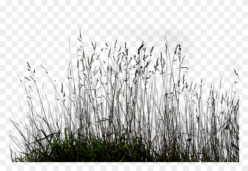 800x533 Gallery Tall Grass Grass Black And White, Plant, Outdoors, Nature HD PNG Download