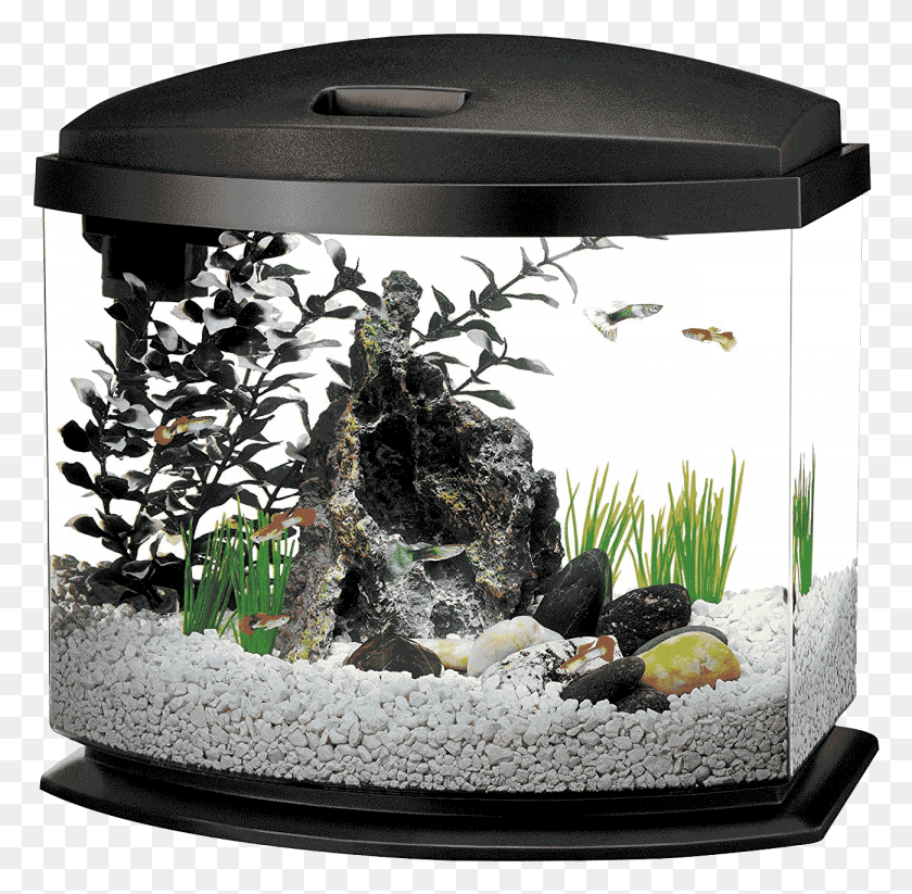 1300x1273 Gallon Fish Tank, Water, Aquarium, Sea Life HD PNG Download