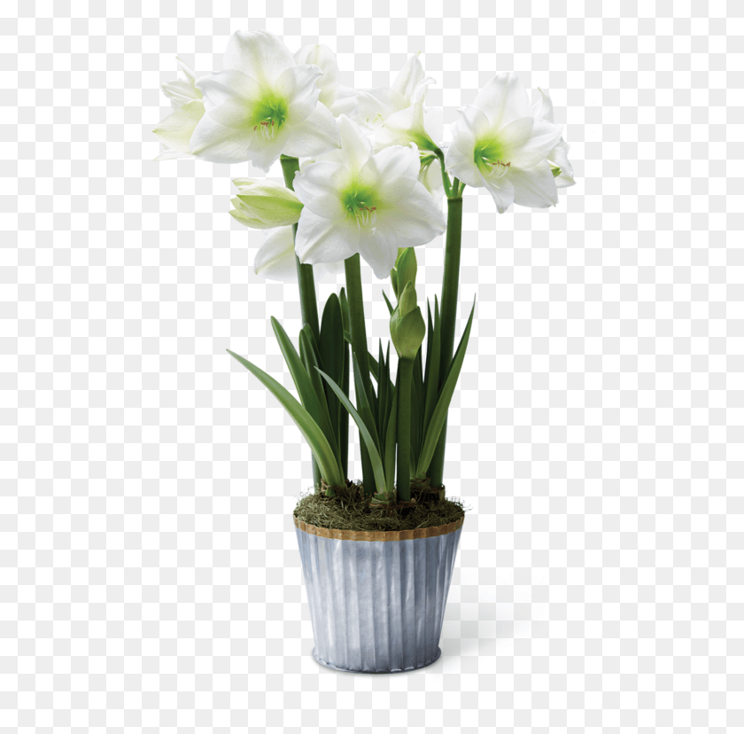 507x768 Descargar Png Galv Amaryllis Narcissus, Planta, Flor Hd Png
