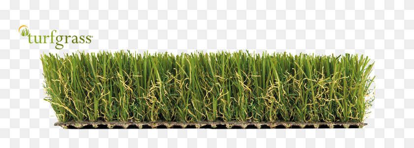 1170x360 Gama Royal Sweet Grass, Plant, Produce, Food HD PNG Download