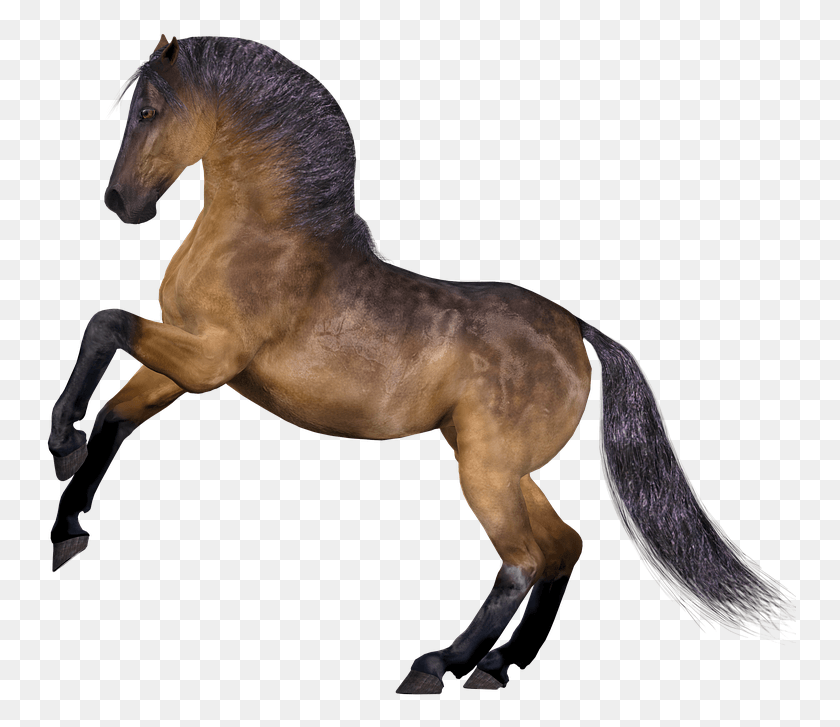 752x667 Гамбар Куда Куда, Лошадь, Млекопитающее, Животное Hd Png Скачать