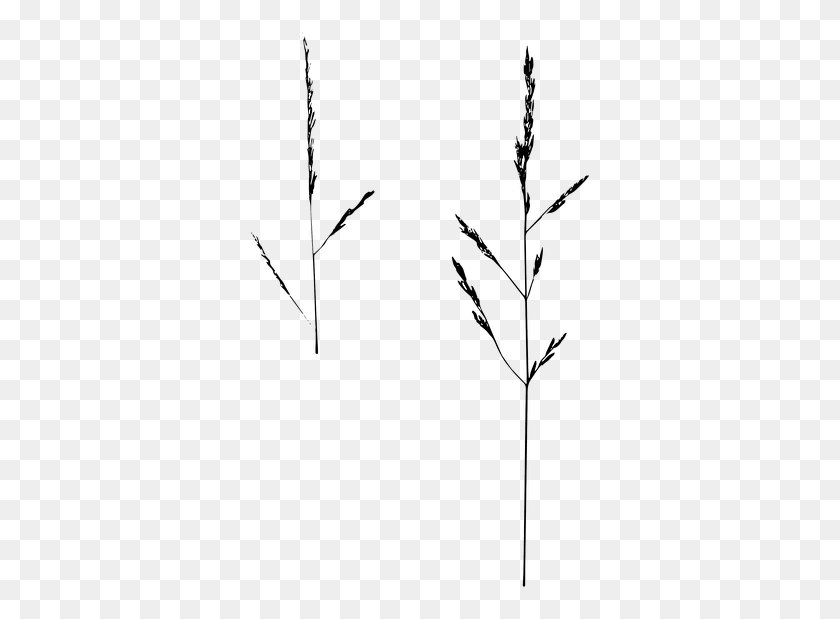 343x559 Game Grass Isolated Nature Grass Ear Blade Of Grass Twig, Plant, Flower, Blossom HD PNG Download