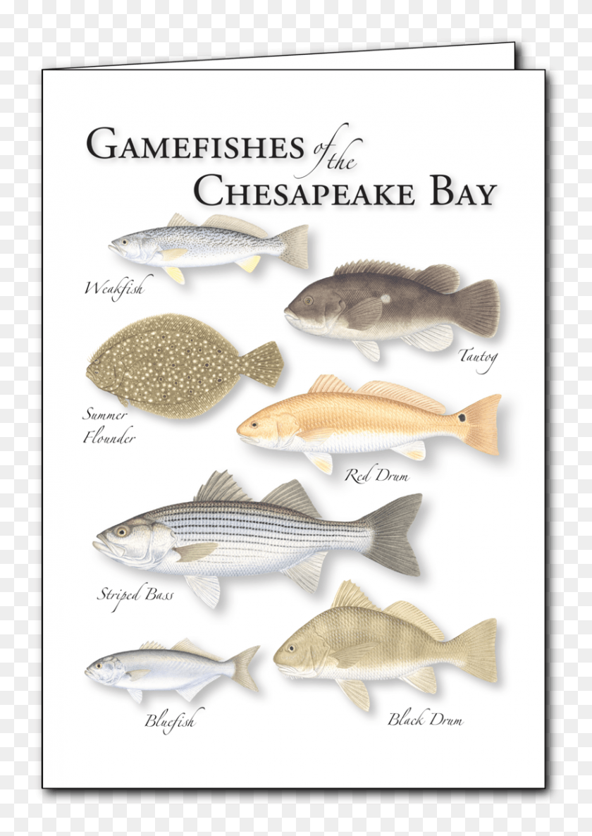 829x1197 Gamefishes Of Chesapeake Bay Regional Card Electric Ray, Fish, Animal, Carp HD PNG Download