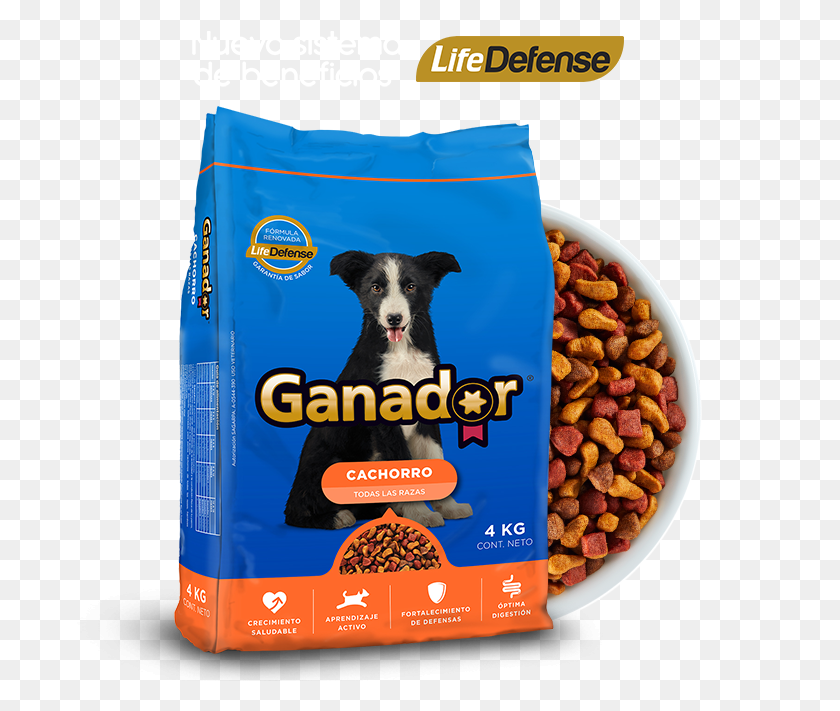 702x651 Ganador Cachorro, Plant, Dog, Pet HD PNG Download
