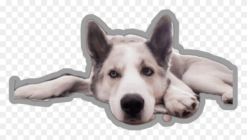 1007x538 Gandalf Sticker Companion Dog, Husky, Pet, Canine HD PNG Download