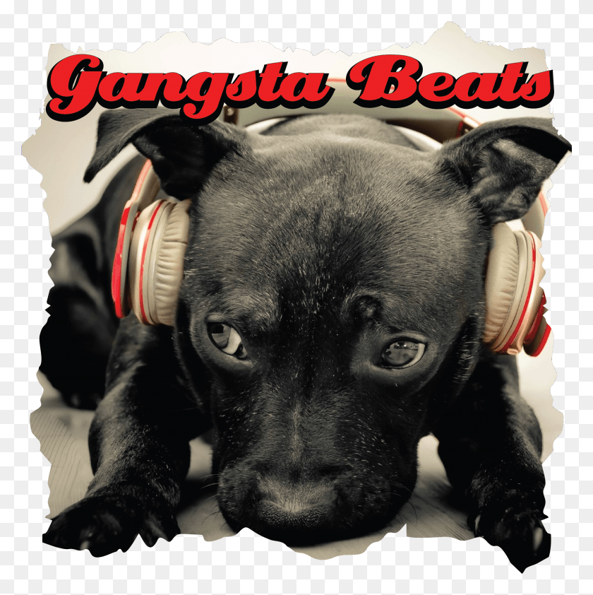 2584x2593 Gangsta Beats Black Dog With Headphones, Pet, Canine, Animal HD PNG Download