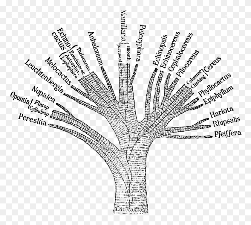 1631x1449 Ganong Cactaceae Филогенетическое Дерево 1898 Старое Филогенетическое Дерево, Природа, На Открытом Воздухе Hd Png Скачать