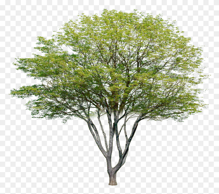1635x1434 Garden Drawing Plant Drawing Tree Plan Tree Arboles Para Photoshop, Maple, Tree Trunk, Leaf HD PNG Download