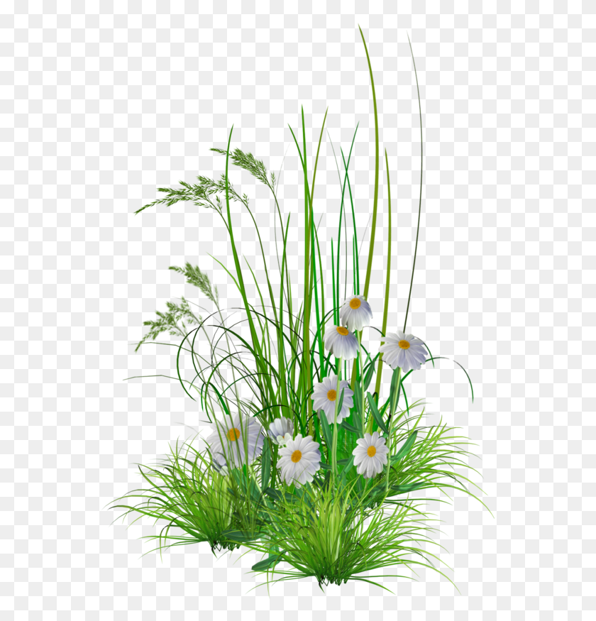 557x815 Garden Flowers, Plant, Vase, Jar HD PNG Download