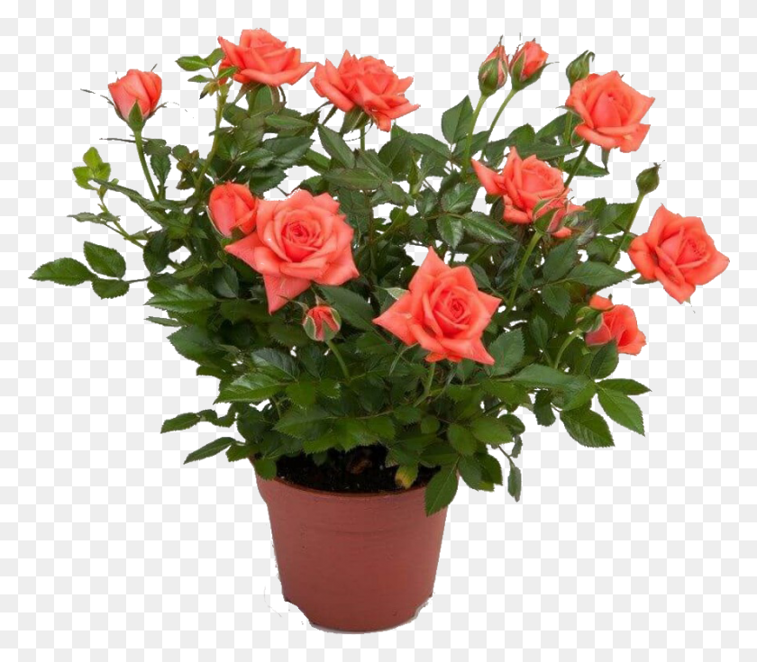 886x767 Garden Indoor Plants Planting Flowers Pot Rose Plant, Flower, Blossom, Flower Arrangement HD PNG Download