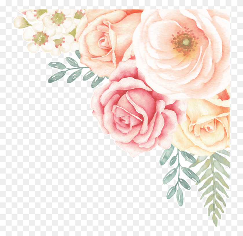 753x756 Садовые Розы, Растение, Роза, Цветок Hd Png Скачать