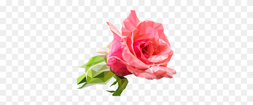 332x291 Las Rosas De Jardín, Planta, Rose, Flor Hd Png