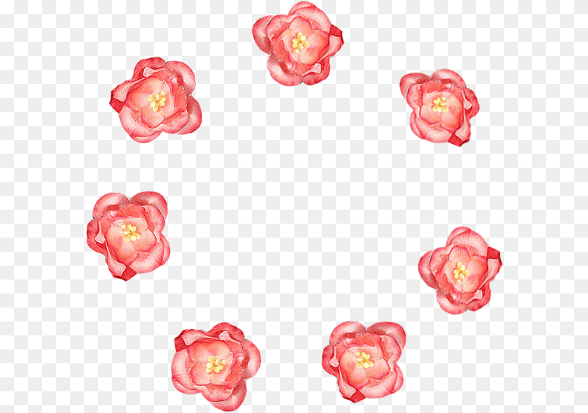 598x591 Garden Roses, Flower, Petal, Plant, Rose PNG