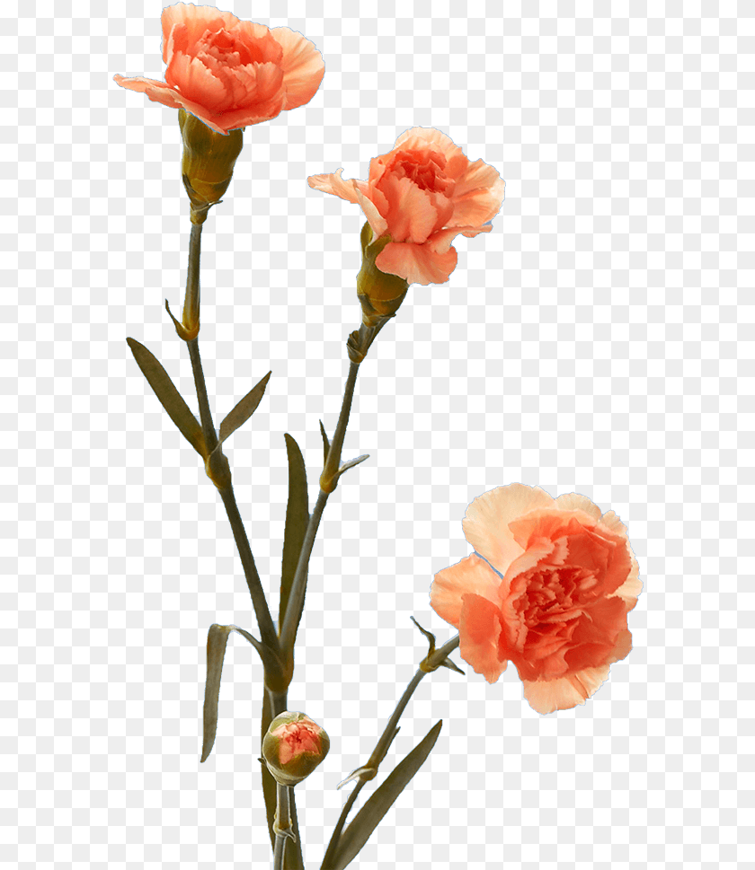 592x969 Garden Roses, Carnation, Flower, Plant, Rose Sticker PNG