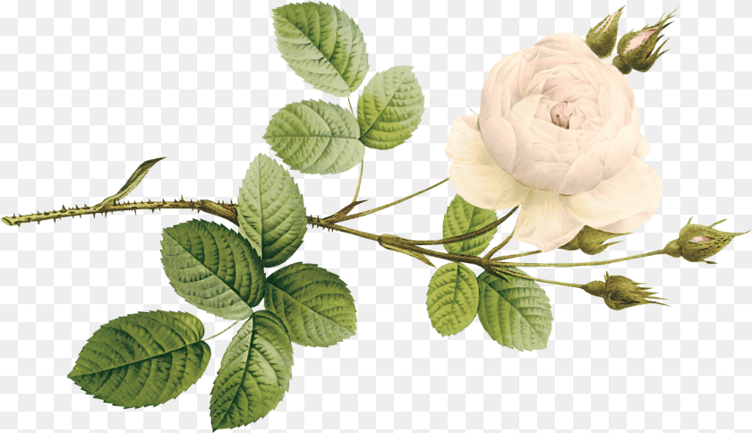Garden Roses, Rose, Plant, Flower, Leaf Transparent PNG