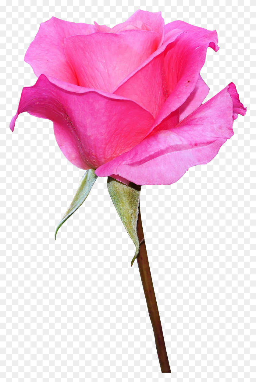 1672x2558 Las Rosas De Jardín, Rose, Flor, Planta Hd Png