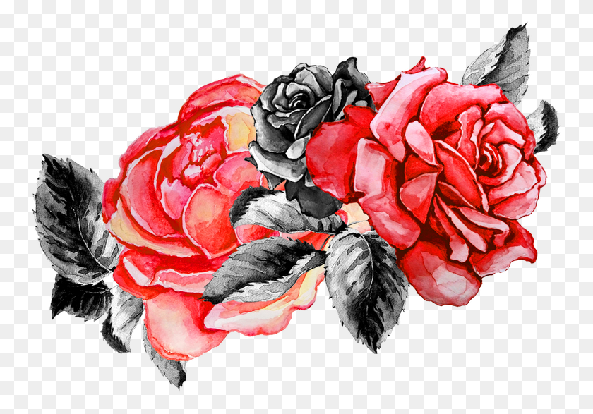 750x527 Садовые Розы, Растение, Цветок, Цветение Hd Png Скачать