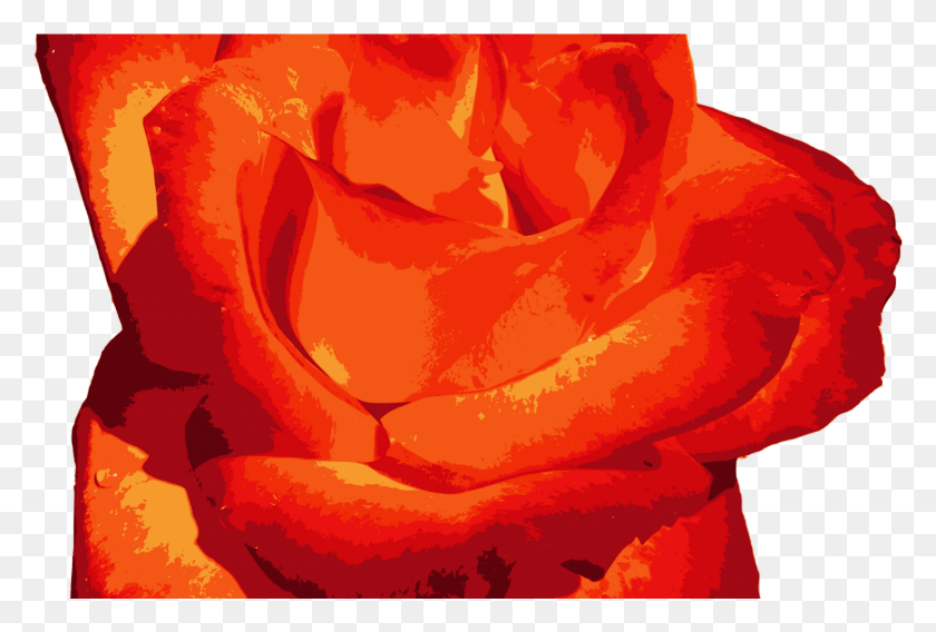 1381x901 Garden Roses, Plant, Rose, Flower HD PNG Download