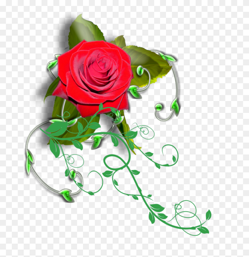 1580x1632 Садовые Розы, Роза, Цветок, Растение Hd Png Скачать