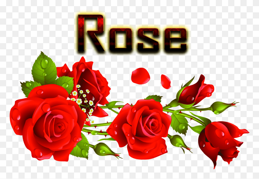 1298x868 Las Rosas De Jardín, Rose, Flor, Planta Hd Png