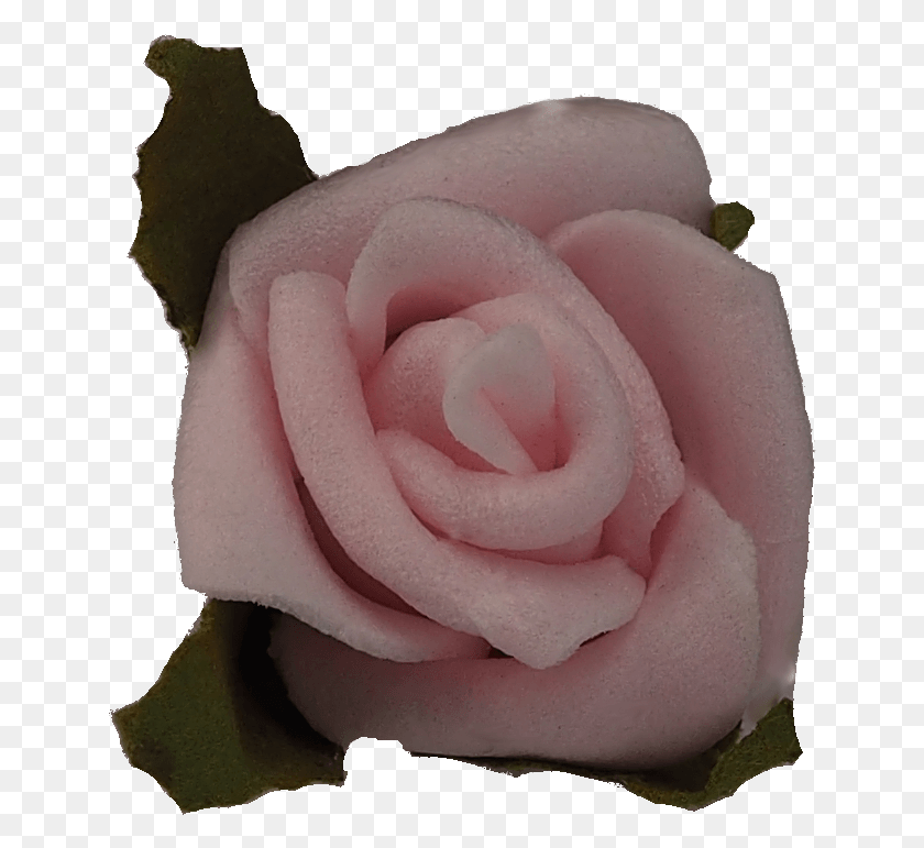 644x711 Las Rosas De Jardín, Rose, Flor, Planta Hd Png