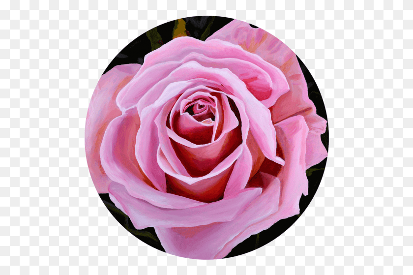 500x499 Садовые Розы, Роза, Цветок, Растение Hd Png Скачать