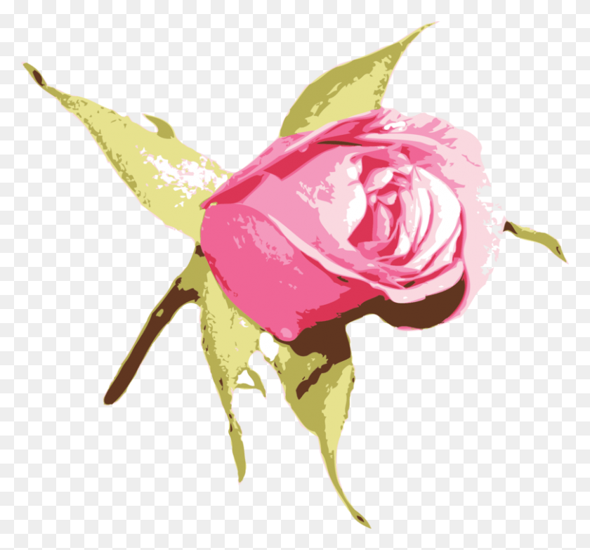 809x750 Садовые Розы Голубая Роза Цветок Розовая Роза, Роза, Цветок, Растение Hd Png Скачать