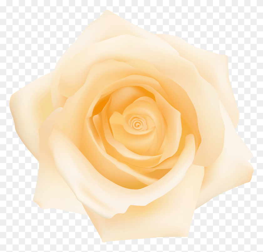 7875x7519 Garden Roses Cut Flowers Petal Yellow HD PNG Download