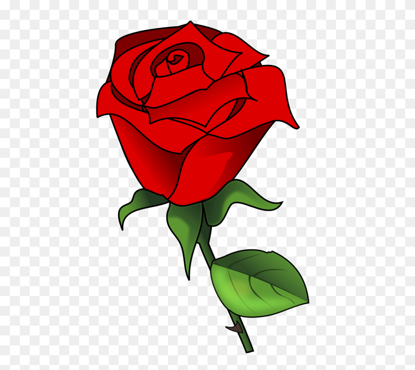 764x750 Garden Roses English Rose Rose Family Rose Garden, Flower, Plant, Dynamite, Weapon Transparent PNG