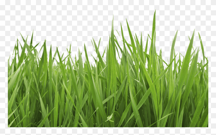 1369x817 Garden Services Alderney Ci Grass Cutting Hedge, Plant, Lawn HD PNG Download