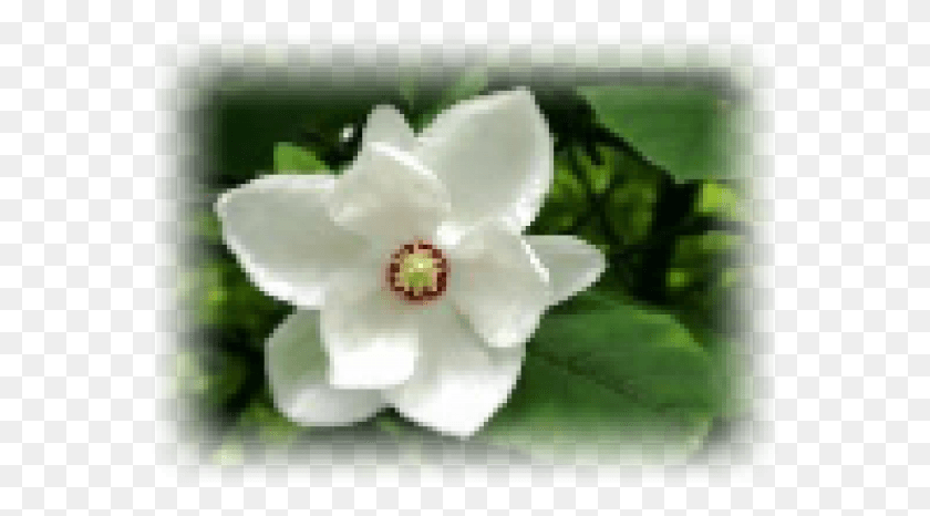567x406 Гардения, Растение, Цветок, Цветение Hd Png Скачать