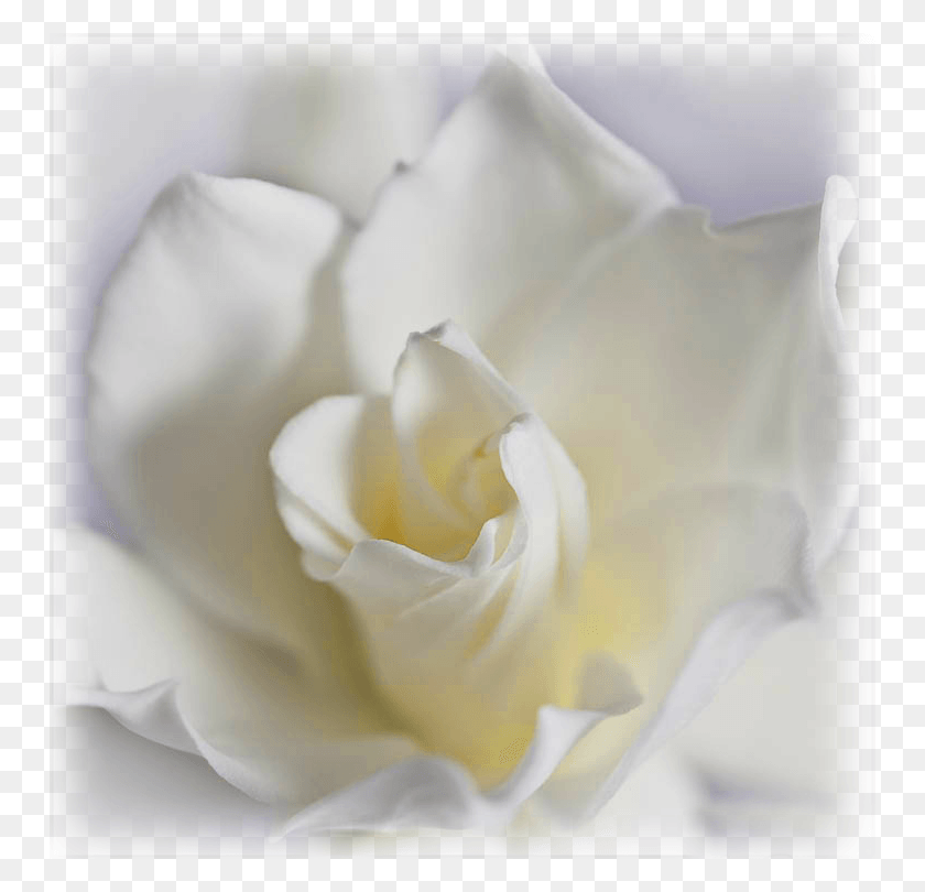 750x750 Гардения Корона Драгоценность Садовые Розы, Роза, Цветок, Растение Hd Png Скачать