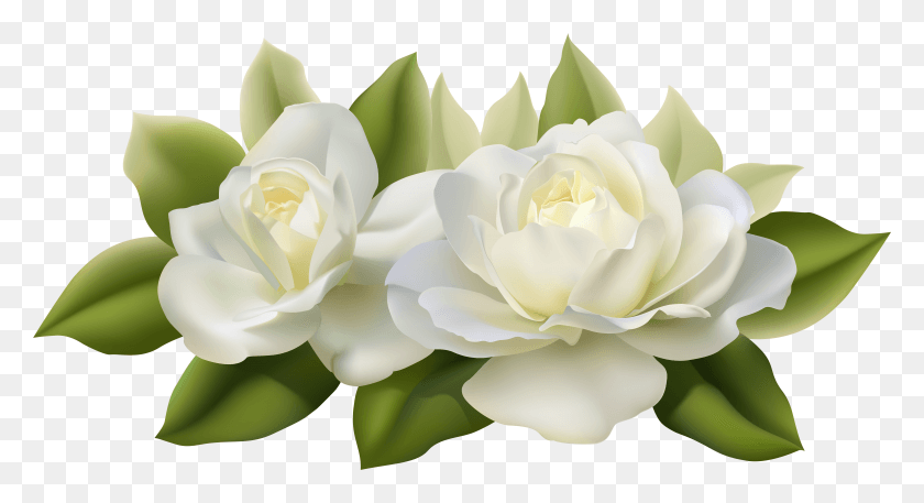 7489x3817 Gardenia Flowers Transparent HD PNG Download