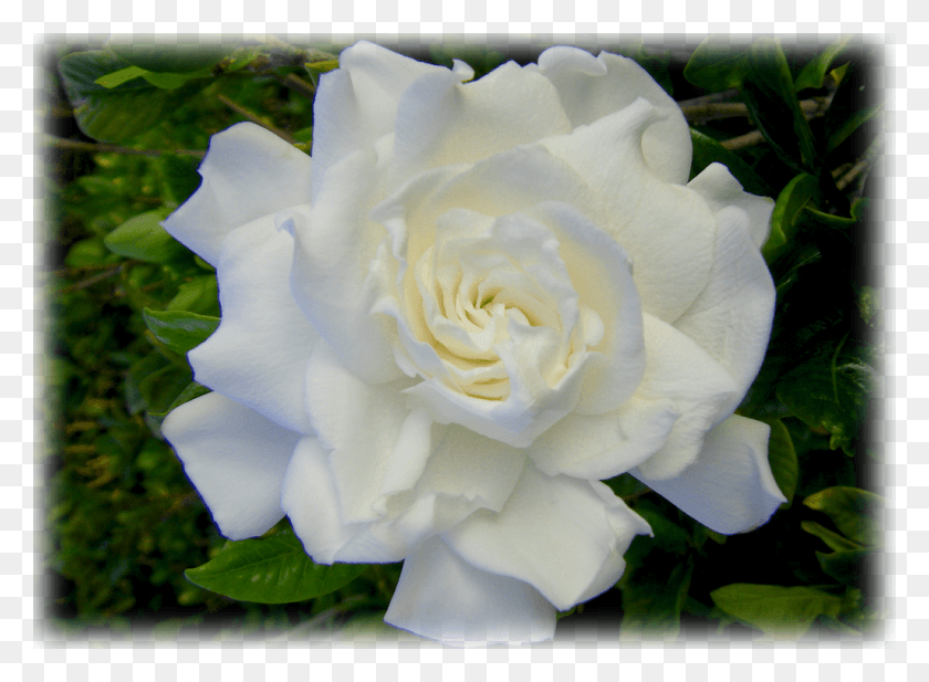 1024x732 Gardenia Jasminoides August Beauty Garden Roses, Rose, Flower, Plant HD PNG Download