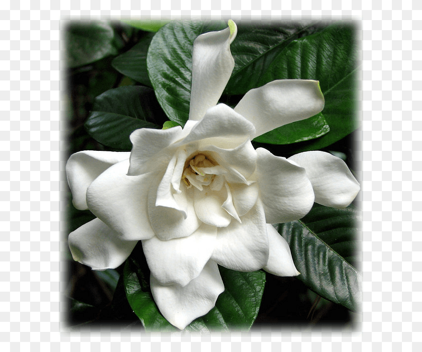 606x640 Gardenia Snow Princess Gardenia, Acanthaceae, Flor, Planta Hd Png