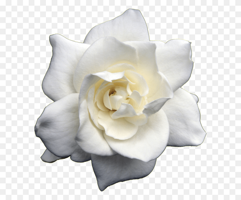 600x638 Гардения В Плантаторе Гардения Цветок, Роза, Растение, Цветение Hd Png Скачать