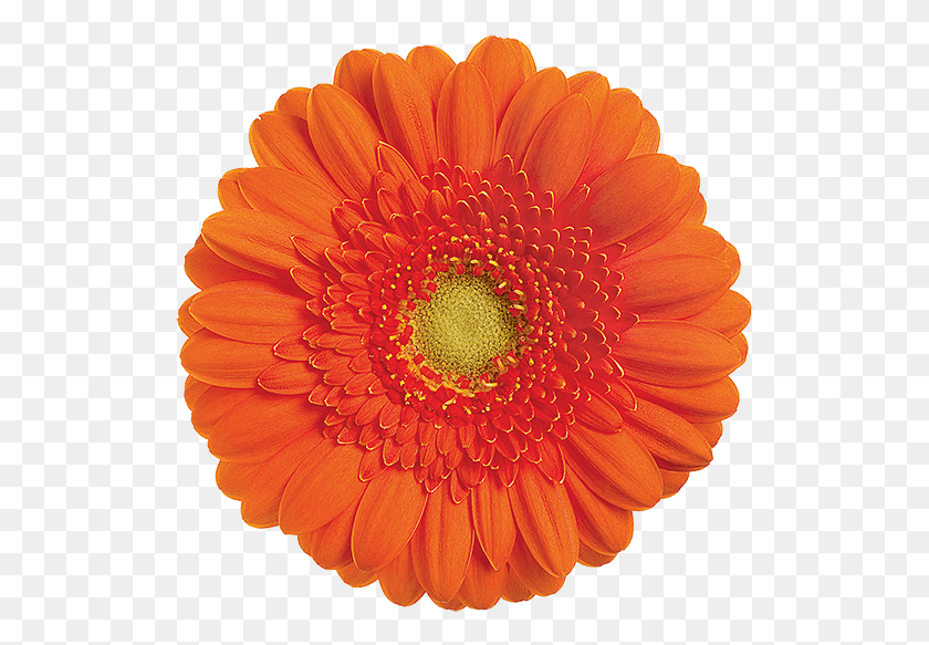 523x523 Garfield Barberton Daisy, Plant, Dahlia, Flower HD PNG Download