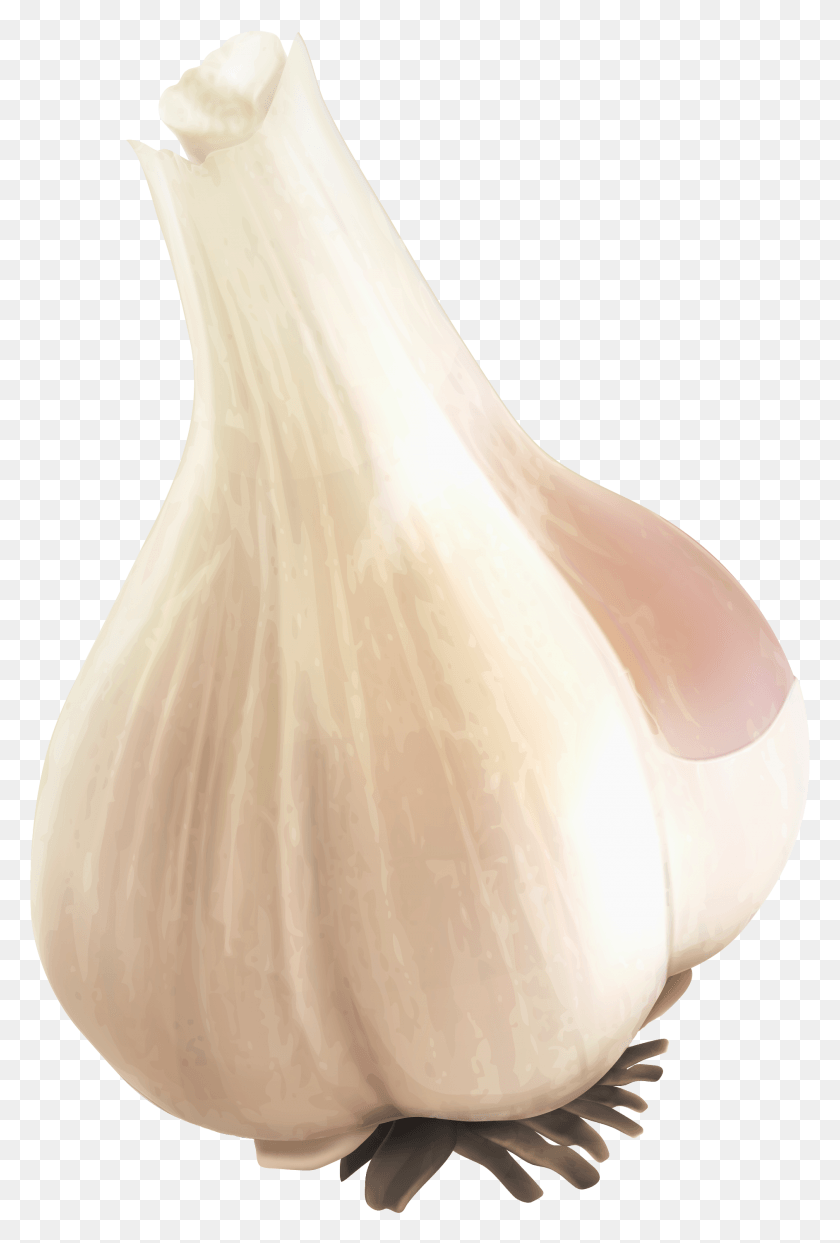 1885x2860 Garlic, Plant, Vegetable, Food HD PNG Download