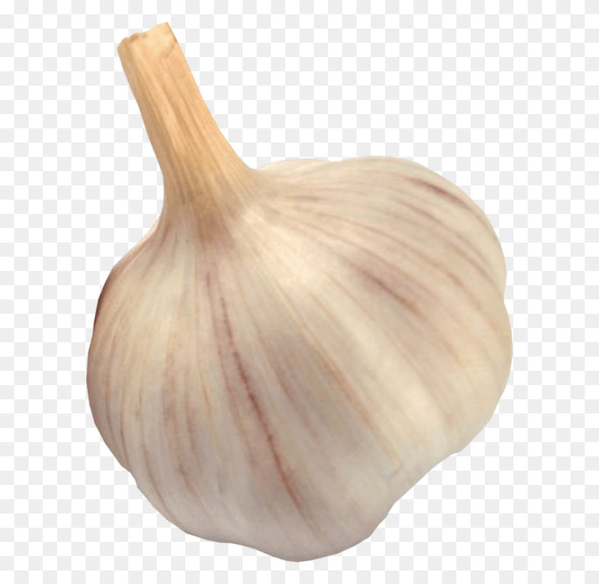 600x759 Garlic Chesnok, Plant, Vegetable, Food HD PNG Download