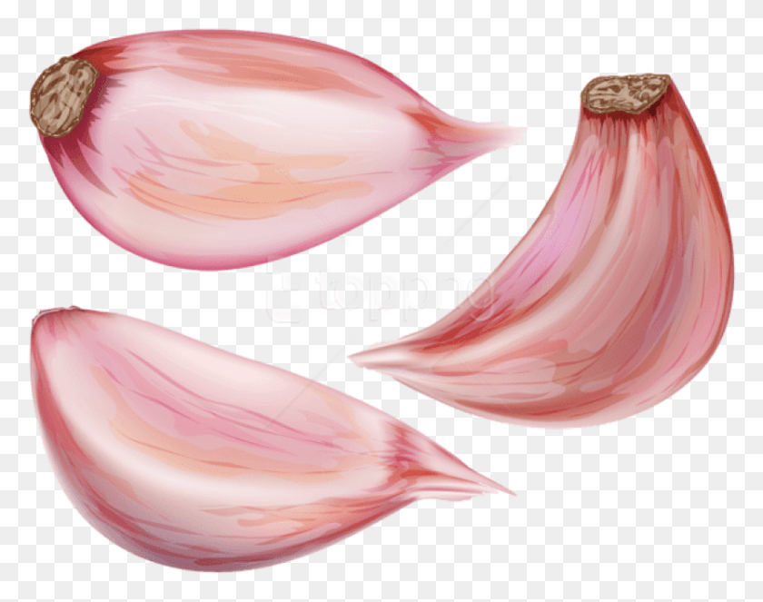 833x644 Garlic Cloves Images Background Garlic Clove, Plant, Petal, Flower HD PNG Download