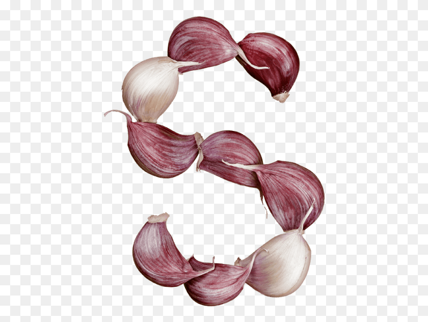 436x572 Garlic Font Red Onion, Plant, Vegetable, Food HD PNG Download
