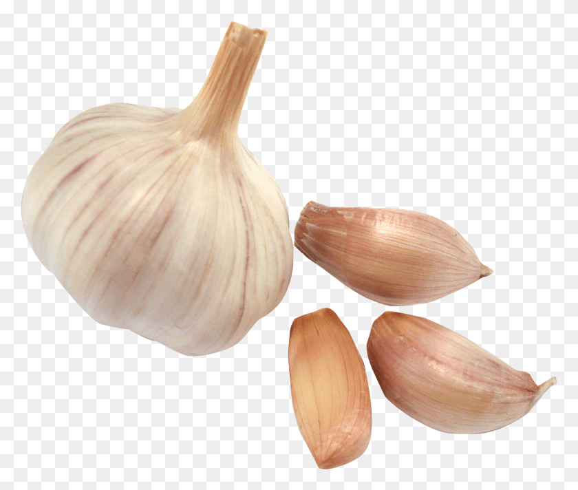 1560x1305 Garlic Garlic Images, Plant, Fungus, Vegetable HD PNG Download